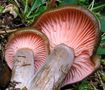 Hygrophorus camarophyllus